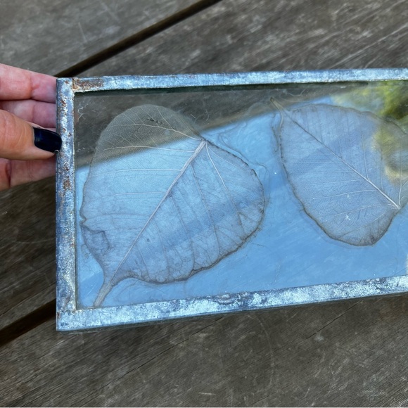 Dried Skeleton Leaves Pressed in Glass Framed Skeletonized Leaves Clear Glass - Picture 9 of 12